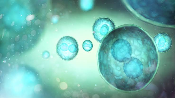 Scientists Create Improved Insulin Cells That Reverse Diabetes in Mice