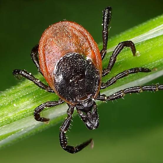 The Best Ways to Keep Ticks Out of Your Yard, According to Experts