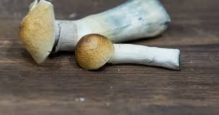 Woman with Alzheimer’s shows improvements after taking magic mushrooms in single-person study