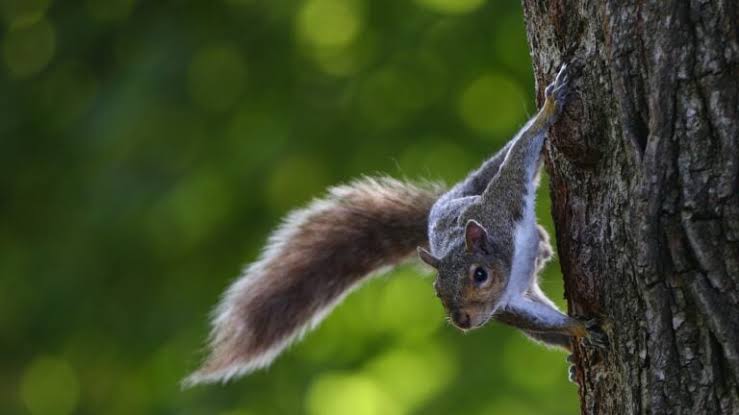 Mass. town warns of ‘neurological symptoms’ spotted in animals