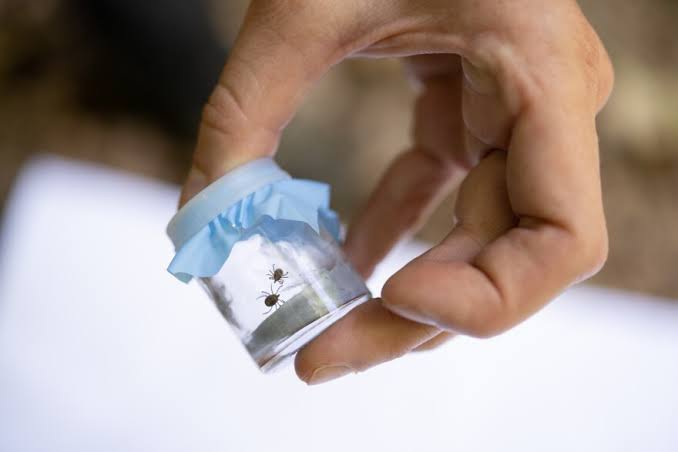 Ick…A tick! How to keep yourself safe as Missouri and Illinois face a nasty tick season