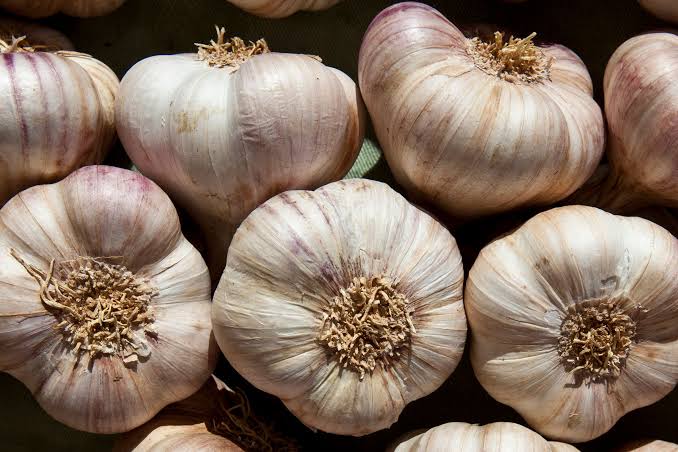 Why Garlic Repels Mosquitoes and Keeps Them From Breeding