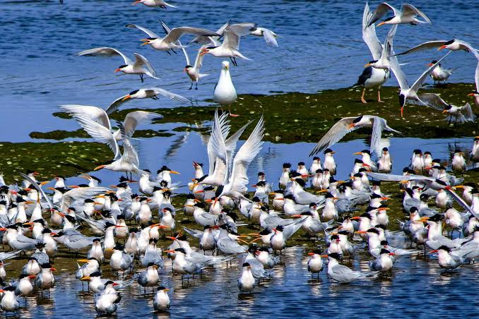 The warning signs are over: Australia now faces a devastating bird flu outbreak in wildlife