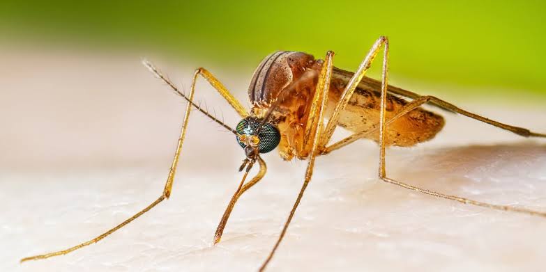 Mecklenburg County officials urge residents to take precautions after West Nile virus detected in mosquitoes