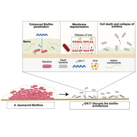 Peptide alternative to antibiotics could combat antimicrobial resistance crisis
