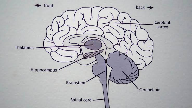 Study Reveals the Single Cause of Cognitive Decline—and a Cure