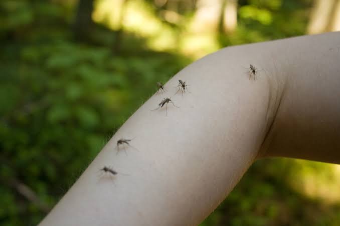 Why are there so many mosquitoes in San Diego this summer?