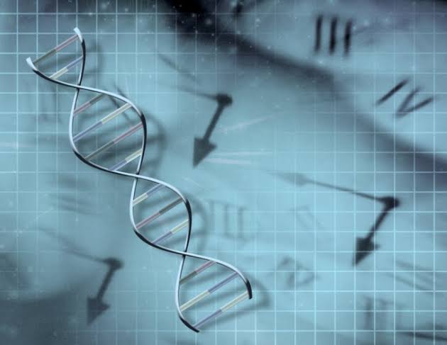 Harvard Medical School team develops transcriptomic molecular clock to predict mammalian aging