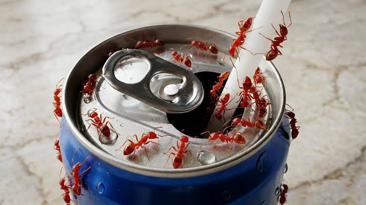 What caffeine does to ants could change pest control