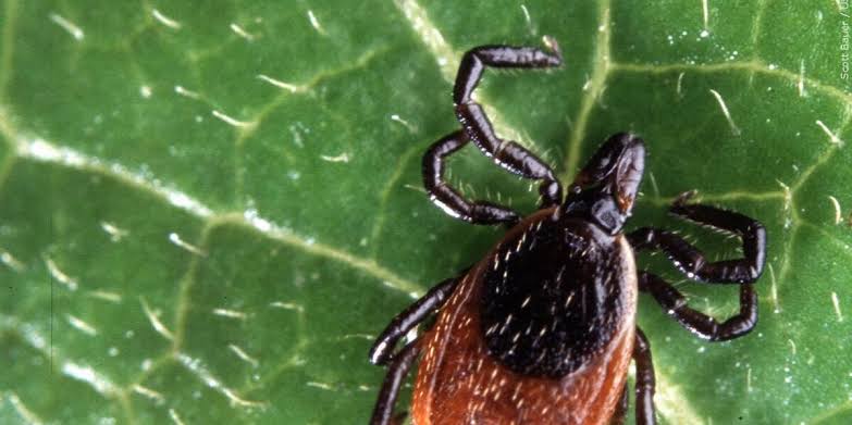 ER visits for tick bites highest since 2017 in region