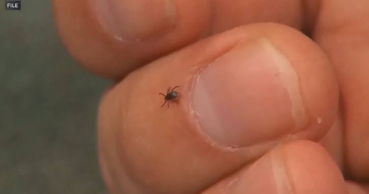 Tick season is off to an early start across the U.S. Here's what that means for Minnesotans.