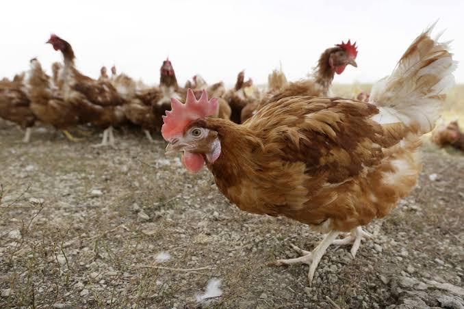 Maine sees surge in salmonella cases linked to backyard poultry
