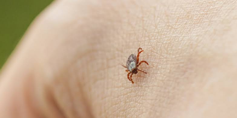 Deadly tick-borne disease that can cause brain damage spreading across the US