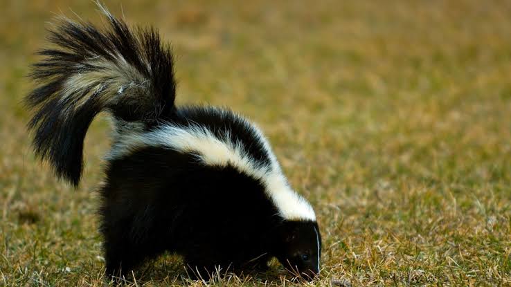 Rabid cat, bat, raccoons and skunks reported in these 4 Virginia counties