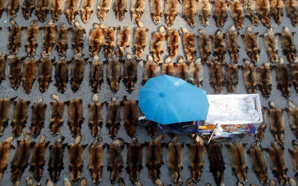 Global Wildlife Trade Fuels Spread of Disease From Animals to People
