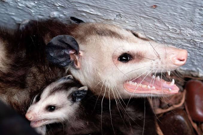 These Galveston critters are carrying a dangerous disease