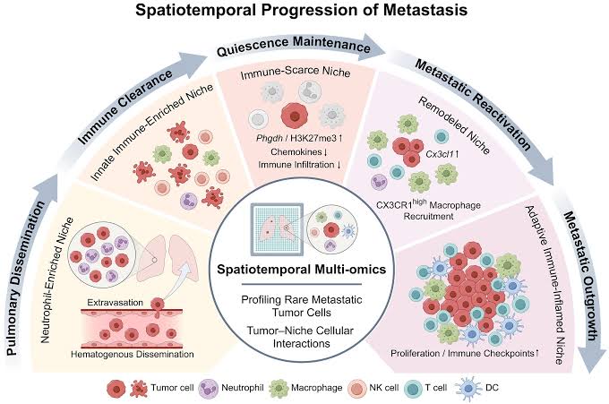 Two-stage process helps metastatic cancer cells hide, then multiply in the lungs