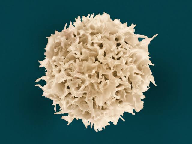 Scientists decipher how T cells sense enemies—such as cancer—at point of contact