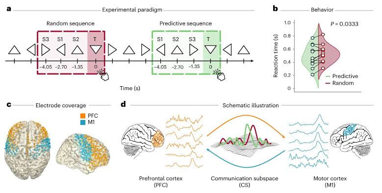 How a distinct communication subspace in the brain turns goals into actions