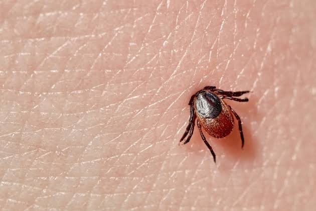 Lyme disease: symptoms, spread, prevention