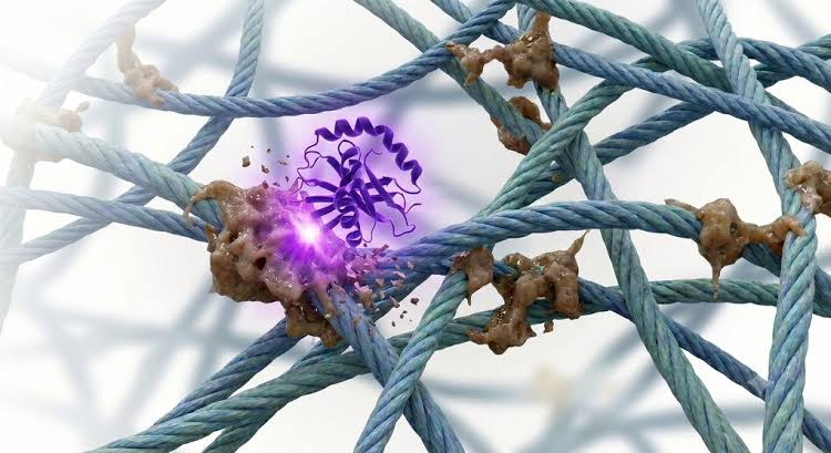 Can this new enzyme turn back the clock in the human body?
