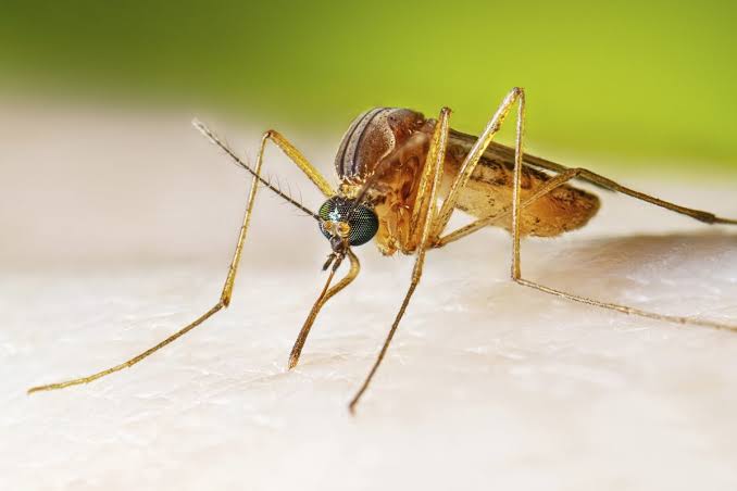 West Nile virus cases hit 22-year spike. Here’s where activity is highest in US