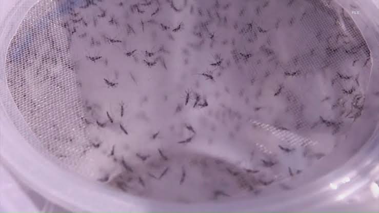 Williamson County mosquitoes test positive for West Nile virus as health officials urge precautions