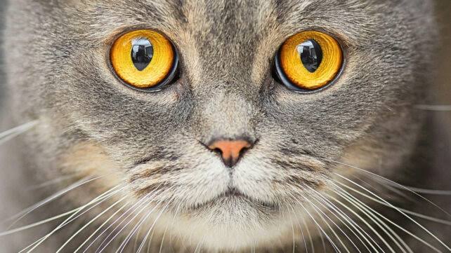 Cat Ownership Linked to Increased Risk of Schizophrenia, Study Suggests