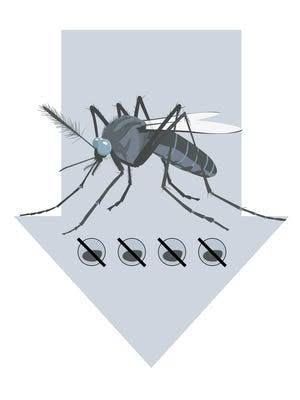 Google plans on releasing mosquitoes by the millions. See why and how.