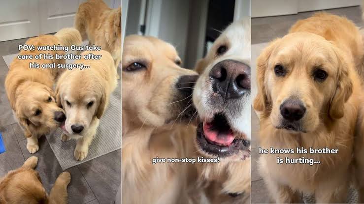 Golden Retriever Tries to ‘Fix’ His Furry Brother Recovering From Surgery