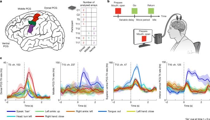 A mosaic of whole-body representations on the human precentral gyrus