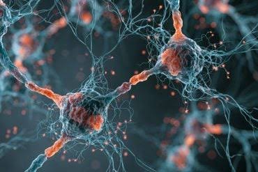 ECT Reprograms Adult Neurons into a Youthful State