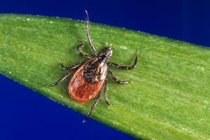 CDC Data Show Weekly ER Visits for Tick Bites Higher than Usual