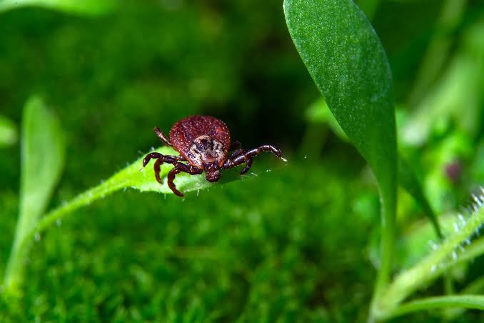5 Tick Infested Areas In Michigan