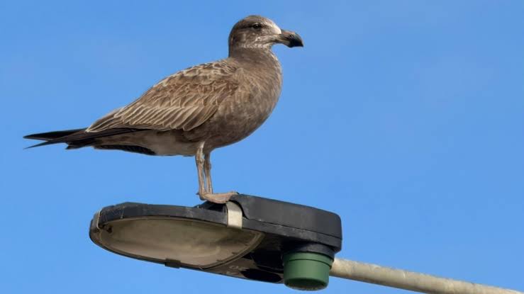Confirmed bird flu cases rise to seven as new metro Adelaide detection recorded