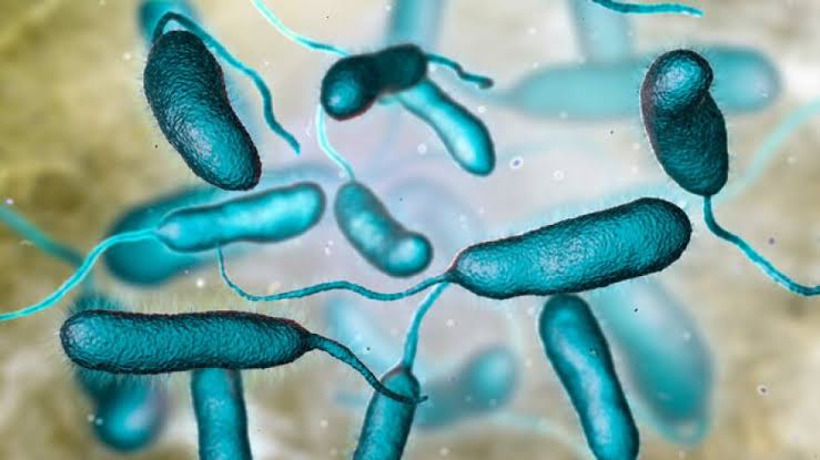 Florida reports first 2026 death from a 'flesh-eating bacteria' infection