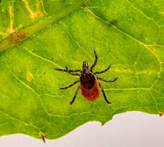 RIDOH Confirms Case of Rare Tick-Borne Viral Infection (Powassan),…