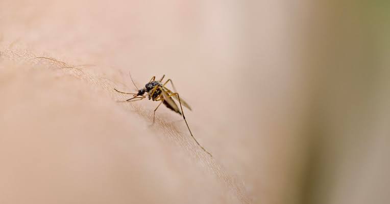 Sacramento County to release more than 2 million mosquitoes in Rosemont to fight invasive species