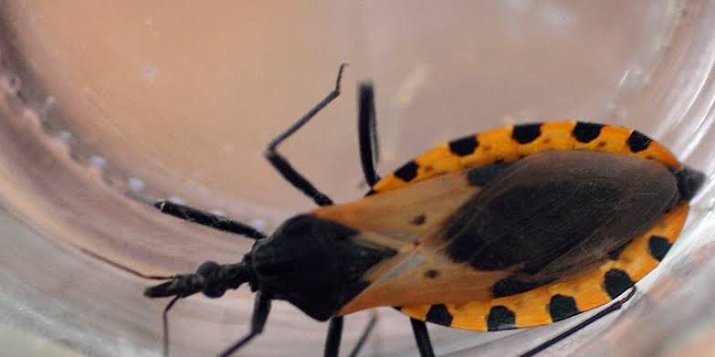 This US region sees its first locally acquired 'kissing bug' disease case