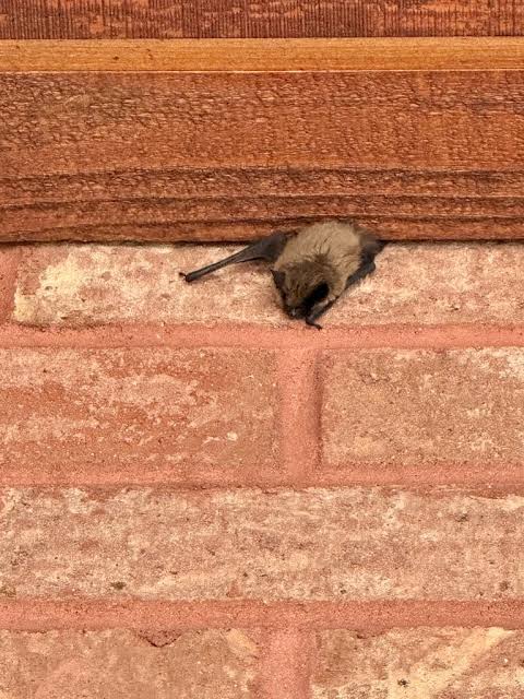 Large-scale bat infestation reported in Aspen’s Hunter Creek Building 3