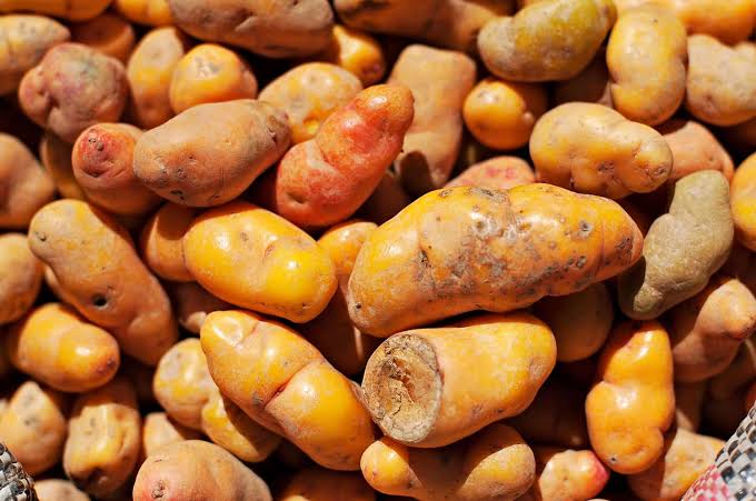 Scientists Think Eating Potatoes May Have Changed Human Digestion Over Thousands of Years
