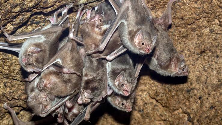 Rabid bats in Niagara County send 4 people for treatment