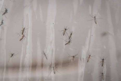 Debugging: Google requests permission to release 32m mosquitoes in California and Florida
