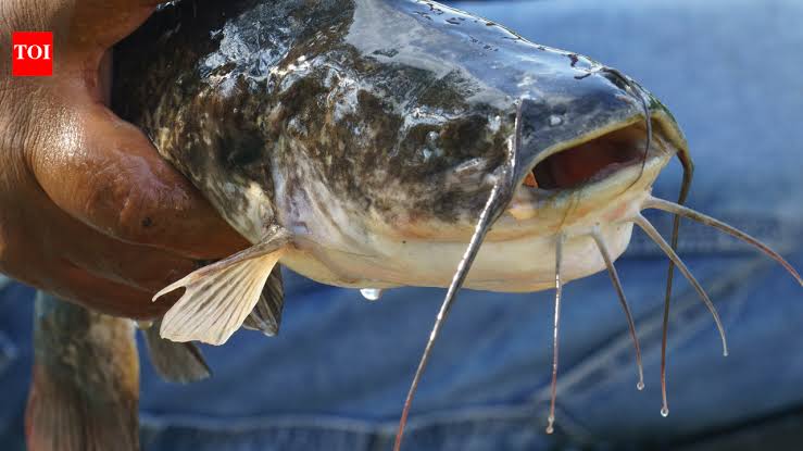 World's first transmissible cancer in a freshwater fish discovered: What scientists know about this rare
