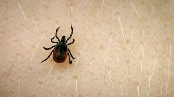 Busy tick season in Connecticut raises concerns about Lyme disease risk