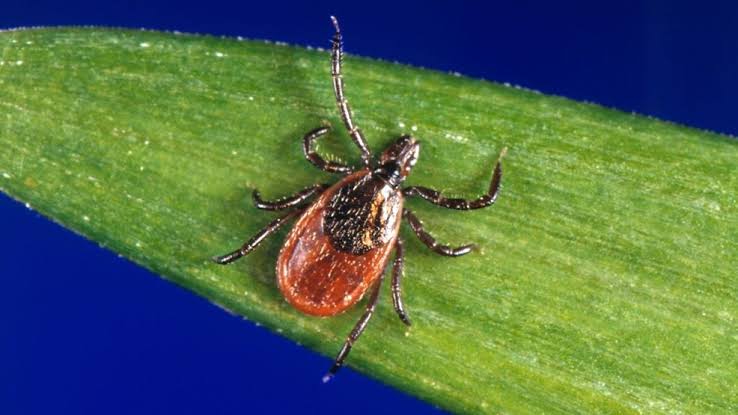 Maine reports first case of rare tick-borne disease this year