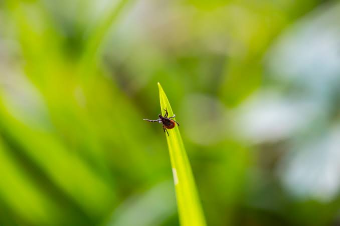 RI man contracts rare tick-borne ‘Powassan’ virus