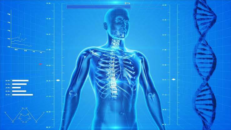 Cutting calories to slow aging—without compromising health
