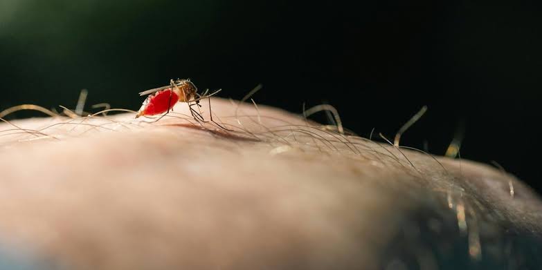 Mosquitoes learn to link the smell of DEET with a blood meal, new study finds