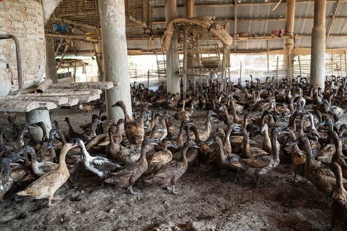 Australia Bird Flu Outbreak Grows as Infections Triple in a Week
